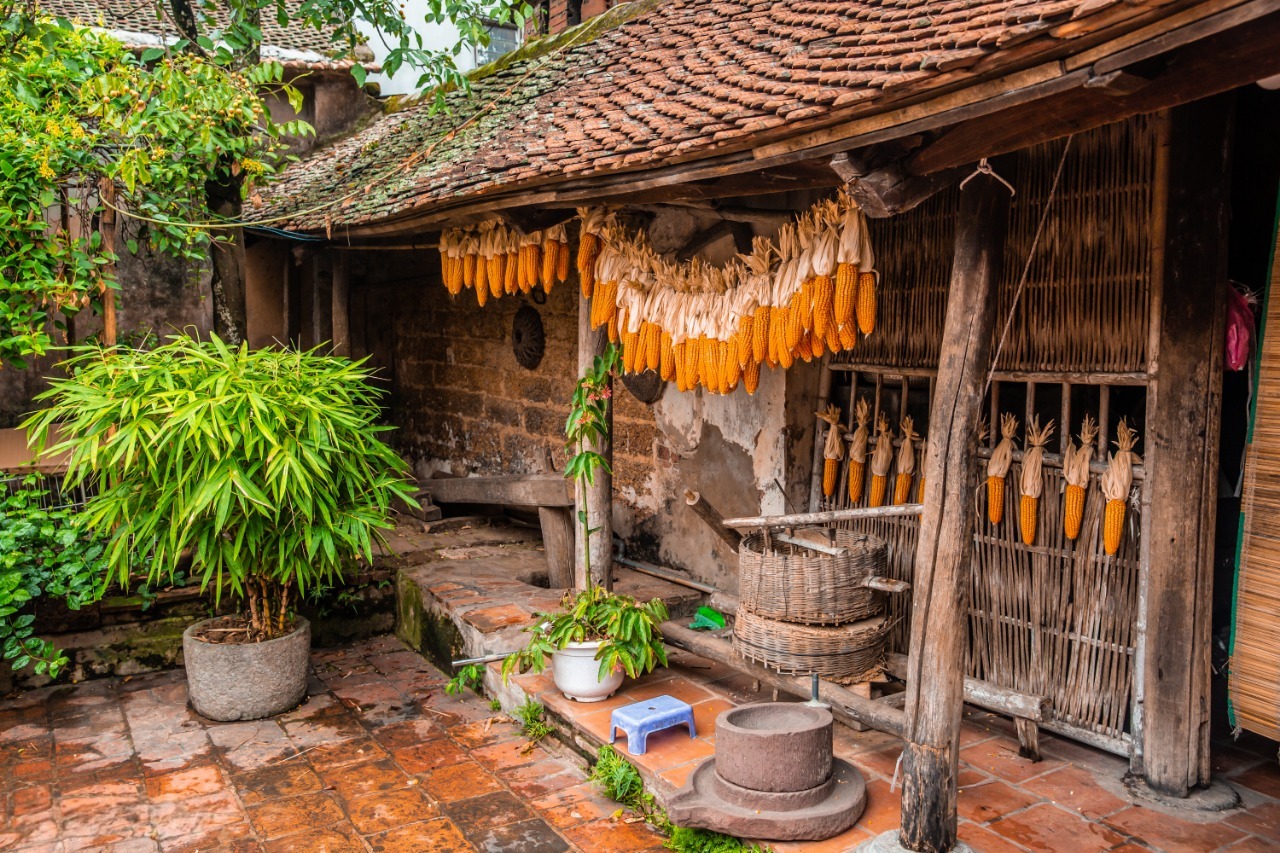 Dây ngô trước của nhà ông Thế